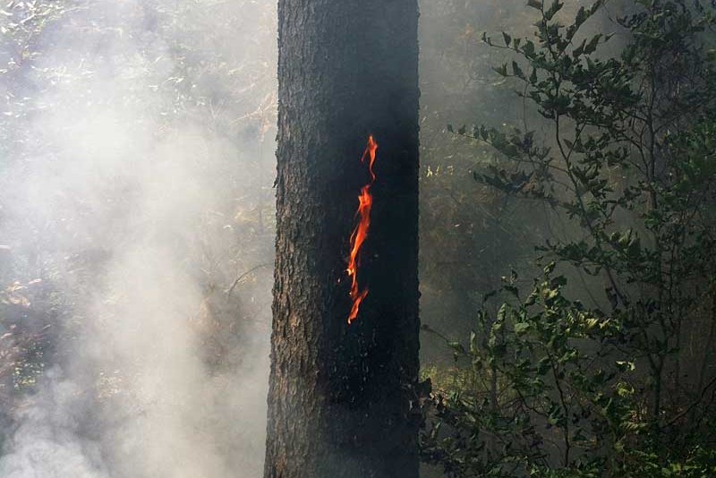 Waldbrandarten: Von Kronenfeuern und Stammbränden