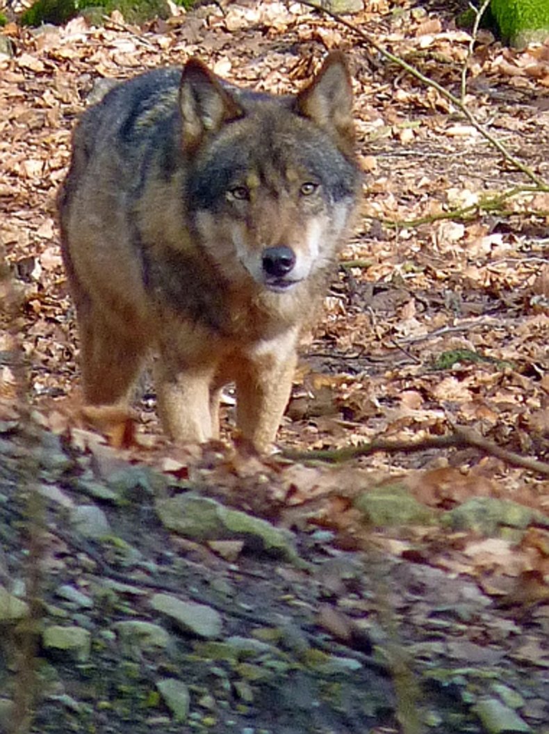 Was tun wenn der Wolf kommt Informationen zur potenziellen Rückkehr