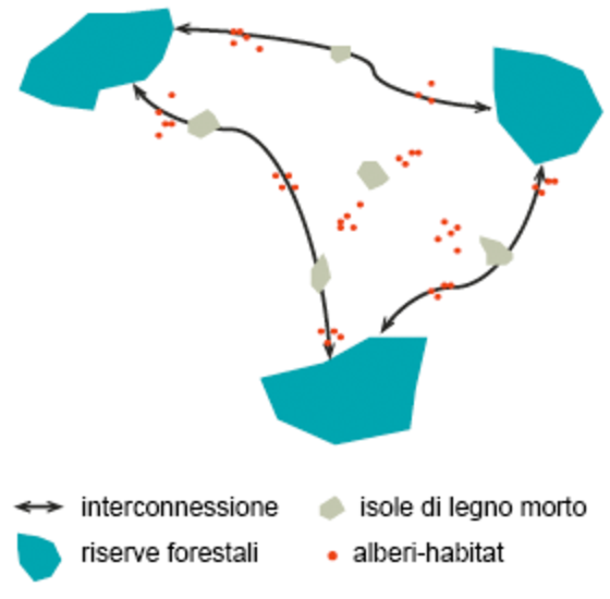 Il Legno Morto Presente Nelle Foreste Origine Importanza E Promozione