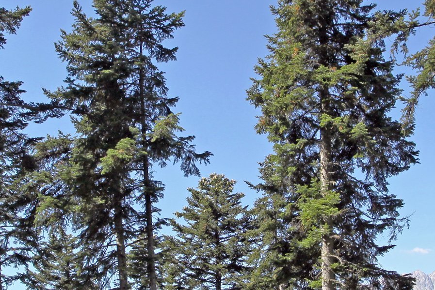 Weisstanne in den Zwischenalpen