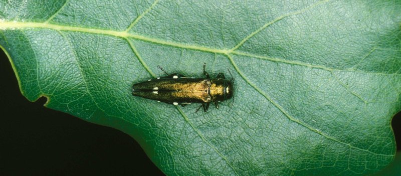 Grünglänzender länglicher Käfer mit 4 weißen Punkten am Hinterleib auf einem grünen Blatt