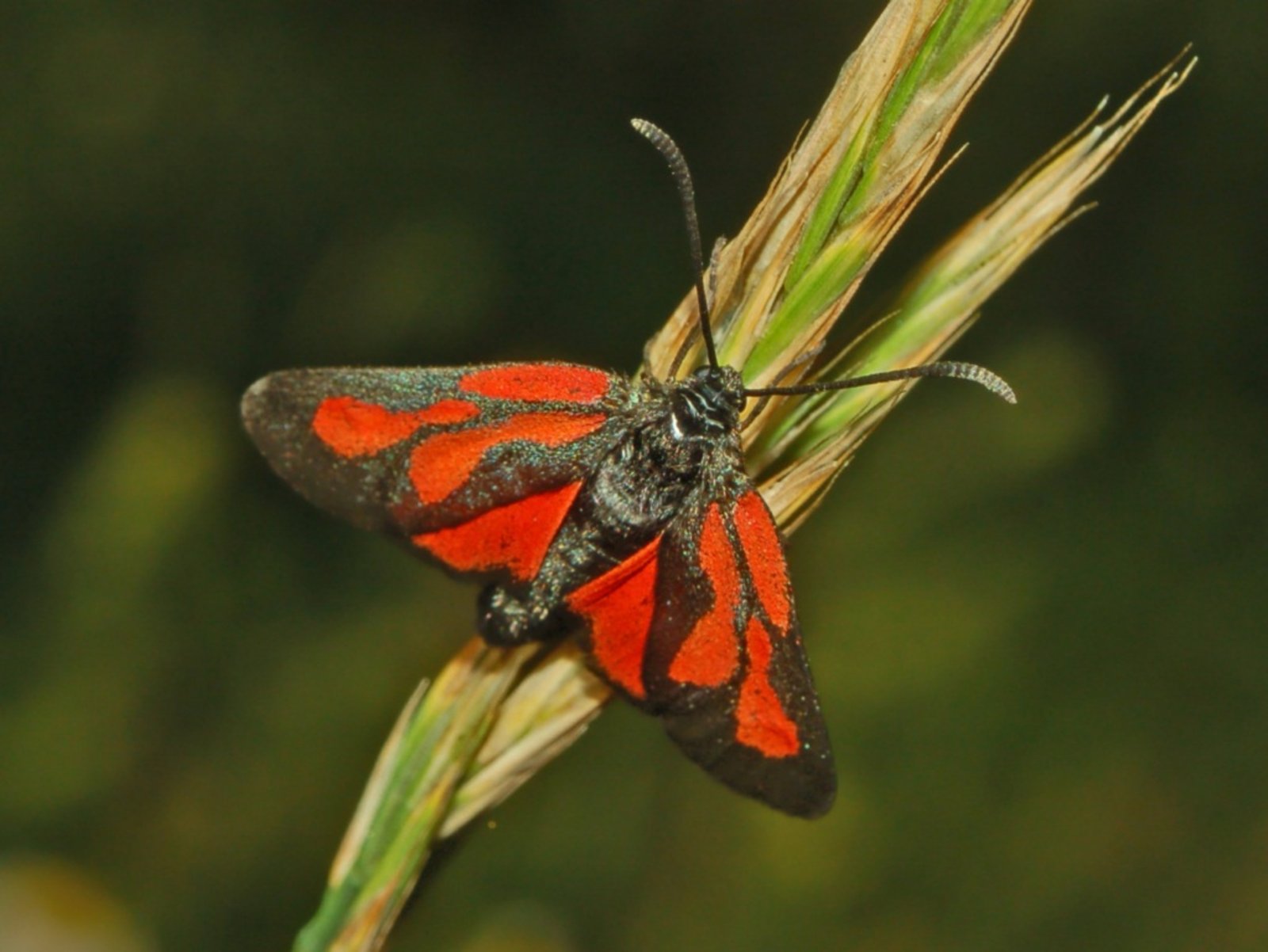 Schmetterlinge im Bauch der Mittelwald lässt Insektenherzen