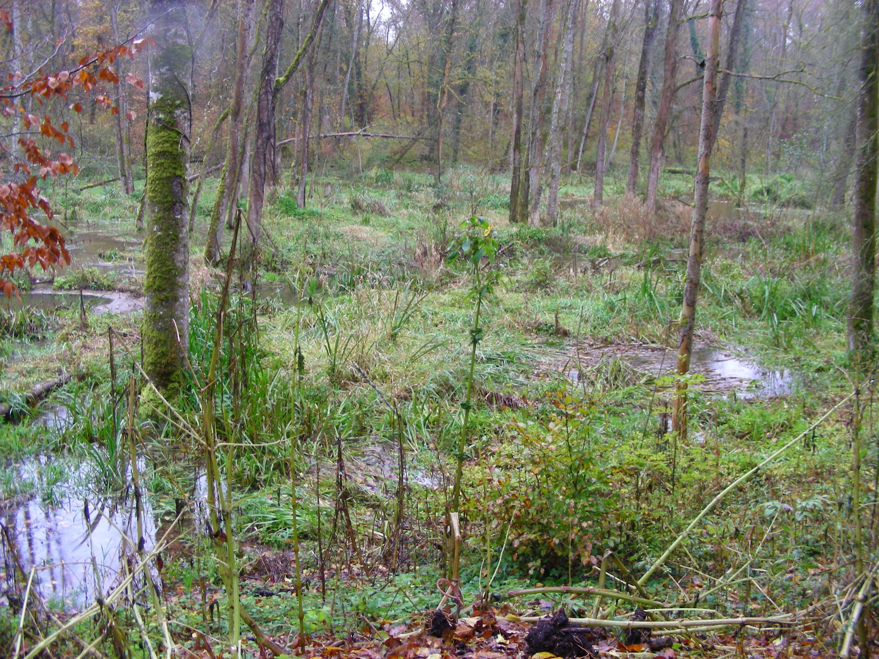 Premières zones humides