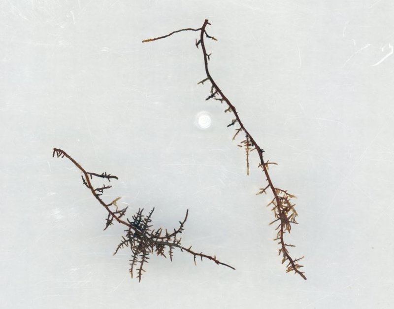 Macro image of a fine root