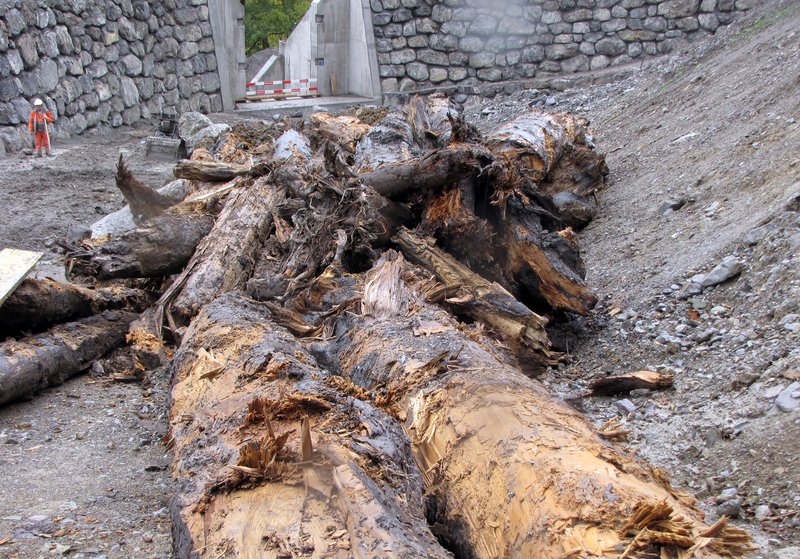 troncs enfouis ont été découvert troncs enfouis ont été découvert