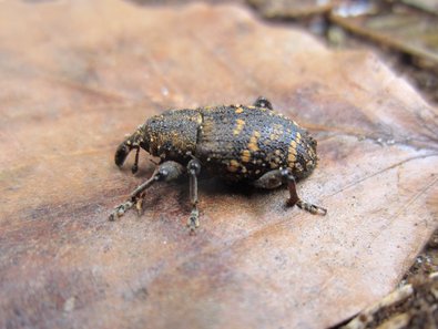 Ein Großer Brauner Rüsselkäfer sitzt auf einem braunen Blatt.
