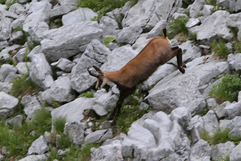 chamois buck jumps over rocks
