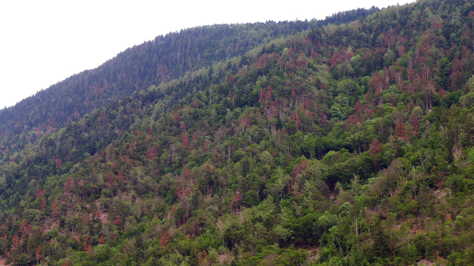 Bundesweite Onlineumfrage über Klimawandel Im Forst - Waldwissen.net