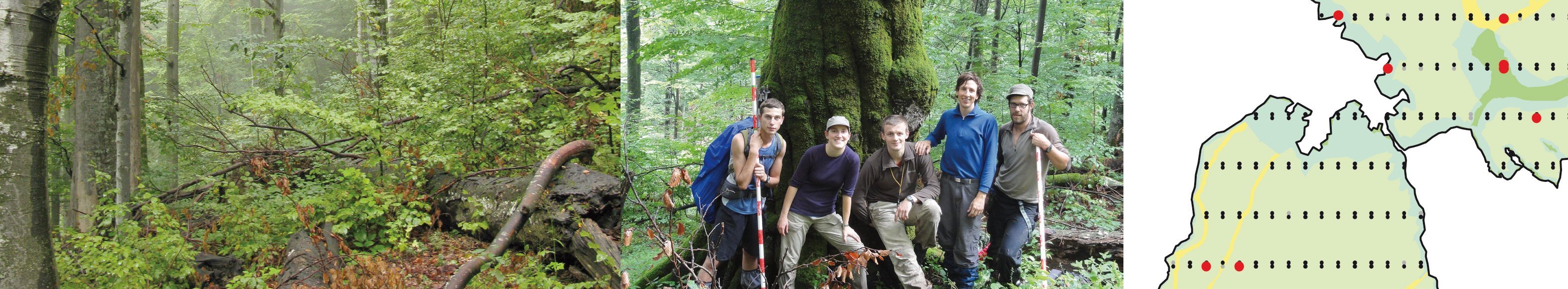 Inventory of the Largest Primeval Beech Forest in Europe