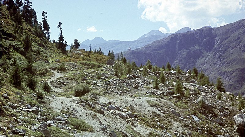 Silbersand dans la forêt d'Aletsch 1943