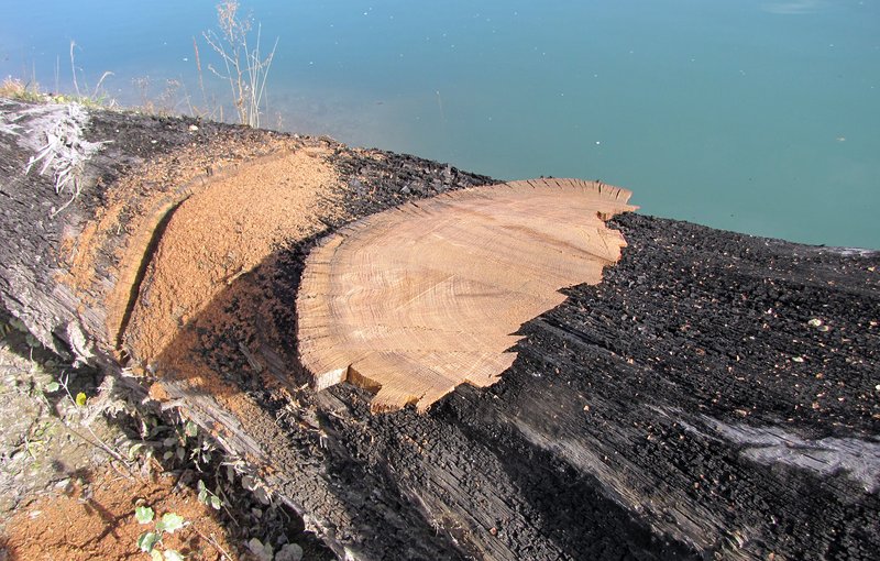 chêne découvert dans une gravière à Aigle chêne découvert dans une gravière à Aigle
