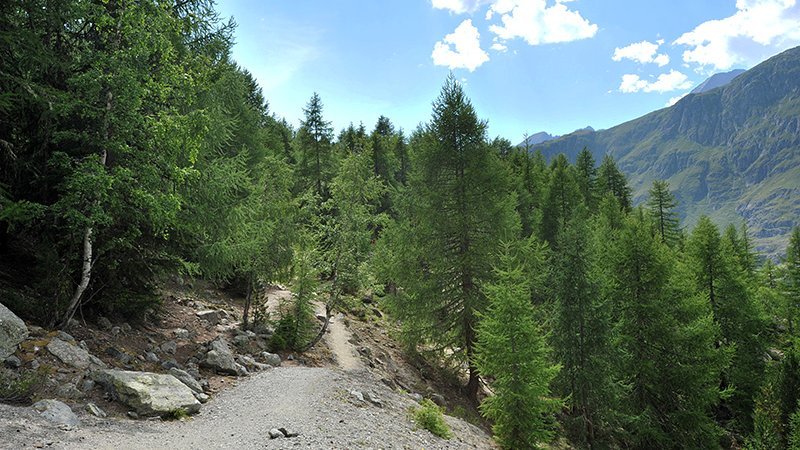 Sable argenté dans la forêt d'Aletsch 2012