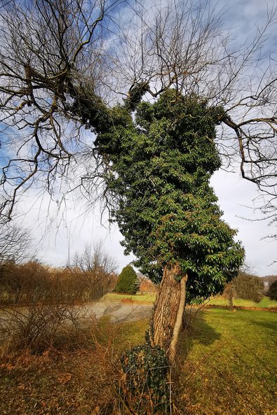 Efeu an Waldbäumen