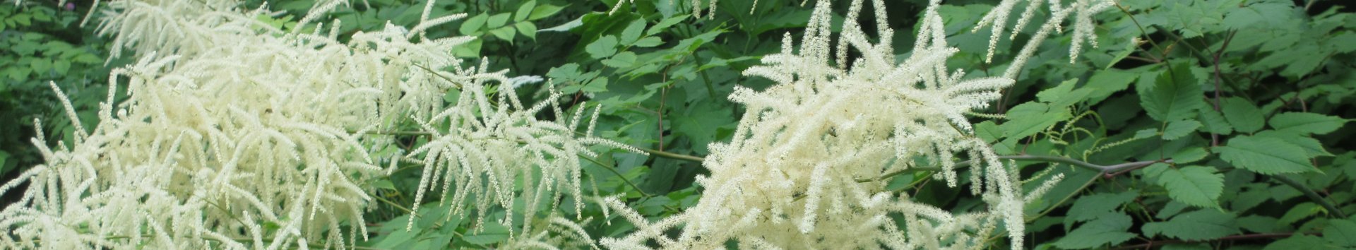 Weiße blühende Pflanze in Großaufnahme