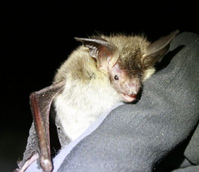 Eine Bechsteinfledermaus in der Hand einer Forscherin