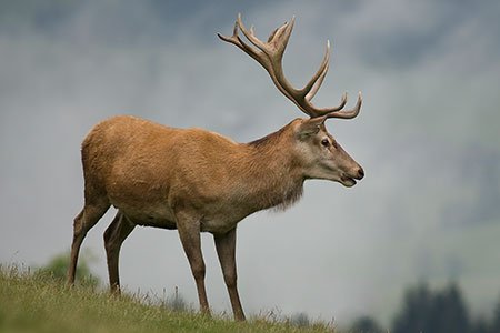 www.waldwissen.net