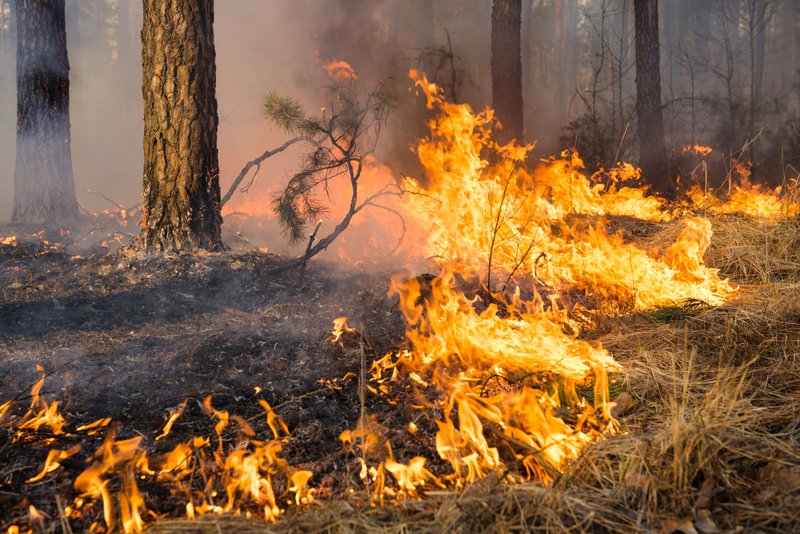 Flammen eines Bodenfeuers im Wald