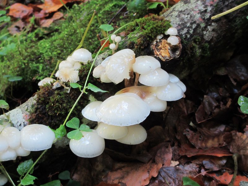 Der weiße Pilz "Beringter Schleimrübling" im Wald
