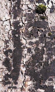 Kohlenbeere (Biscogniauxia nummularia) Kohlenbeere (Biscogniauxia nummularia)