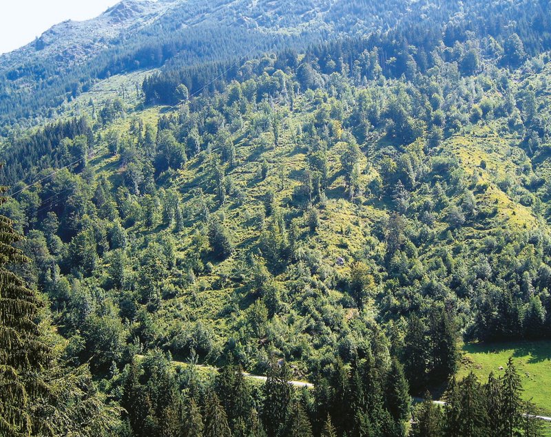 placette d’échantillonnage "Vivian" de Schwanden, 14 ans après l’ouragan placette d’échantillonnage "Vivian" de Schwanden, 14 ans après l’ouragan