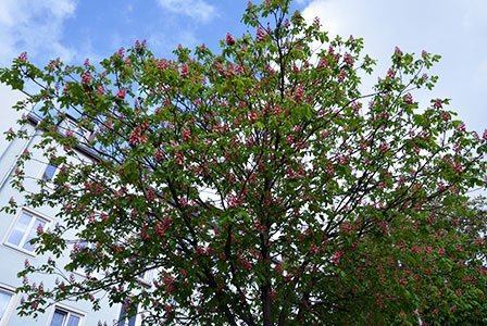 Rosskastanien-Sterben