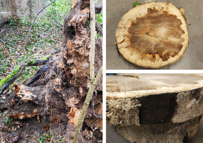 Drei Bilder in einem Zusammenschnitt. Windwurf eines mit C. corticale befallenen Bergahorns. (a) Wurzelfäule verursacht durch sekundäre Folgepilze. (b) Stammquerschnitt mit Holzverfärbung. (c) Sporenlager unter der Rinde.