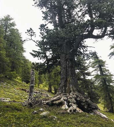 Abitudine tipica dei vecchi pini cembri