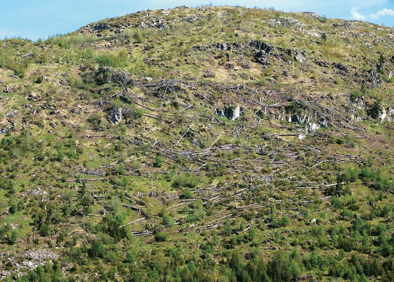 Versuchsfläche Disentis