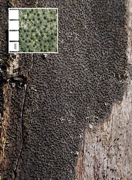 Ahorn-Kohlenkrustenpilz (Eutypa maura) Ahorn-Kohlenkrustenpilz (Eutypa maura)