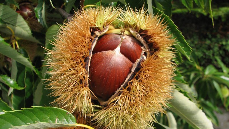 shiny, dark brown nuts in a cracked, spiky shell