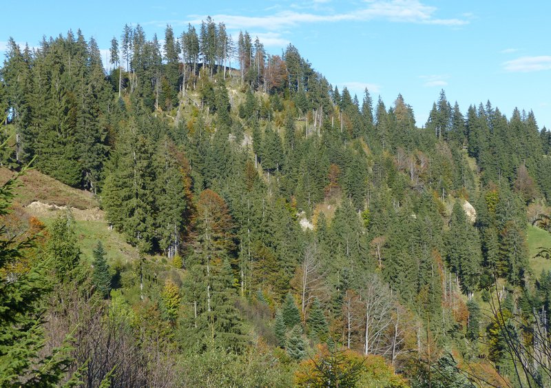 Mischwald in den Luzerner Voralpen