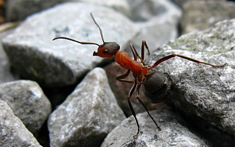 Des principes essentiels pour la protection des fourmis