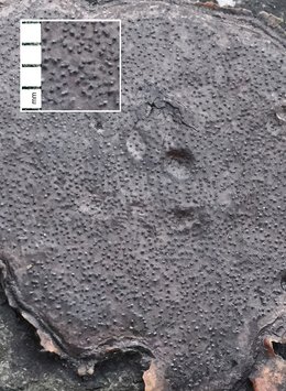 Kohlenbeere (Biscogniauxia nummularia) Kohlenbeere (Biscogniauxia nummularia)