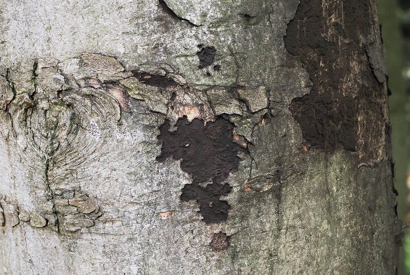 scharze, pulverige Schicht unter abplatzenden Rindenstücken