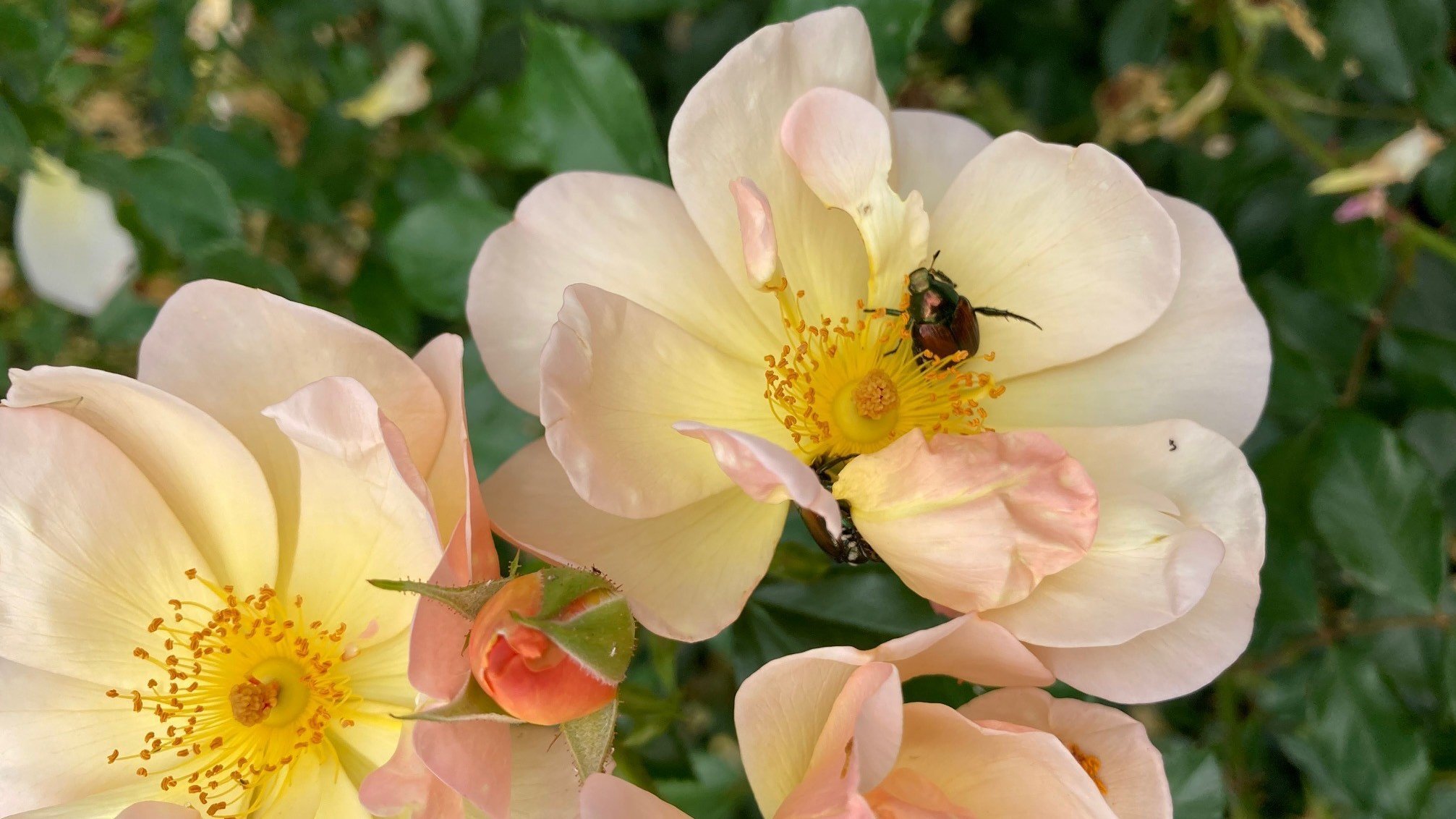 Japankäfer an Rosen