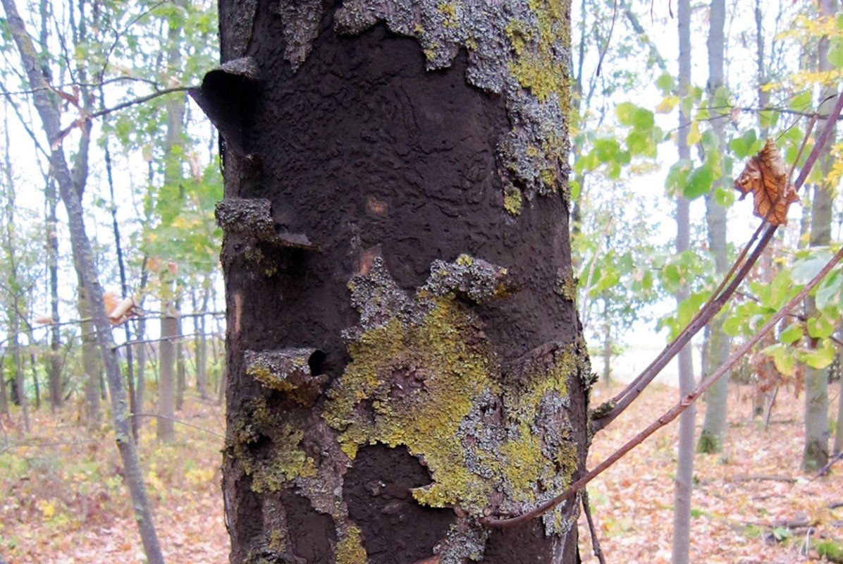 Baumstamm mit schwarz verfärbten Flächen