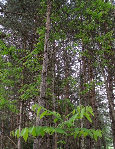 L'ailante envahit une forêt à Pratval, près de Thusis (GR).