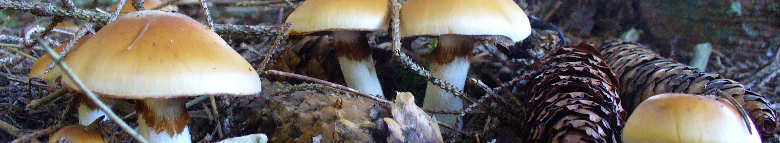 Pilze schauen aus dem Waldboden; Tannenzapfen und Reisig liegt daneben