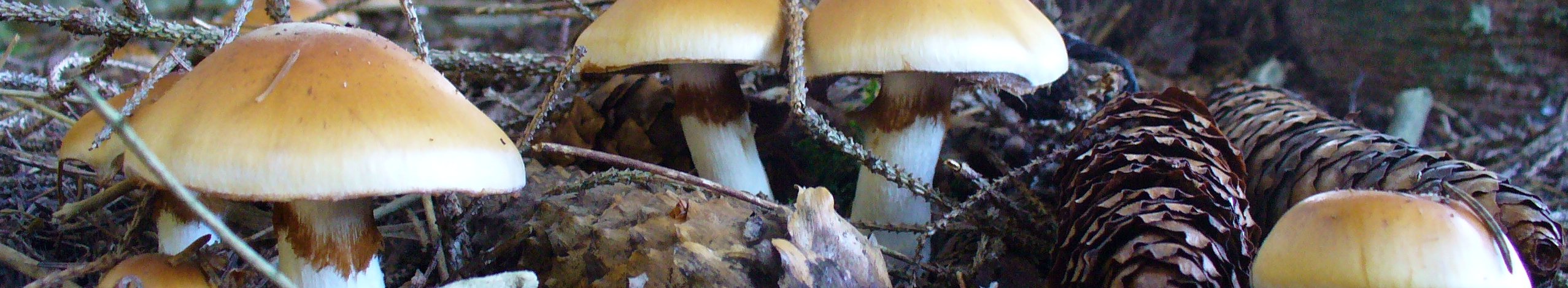 Mushrooms on the forest floor. Next to them pine cones and brushwood