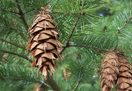 Impact Of The Cultivation Of Douglas Fir On Forest Biodiversity Waldwissen Net