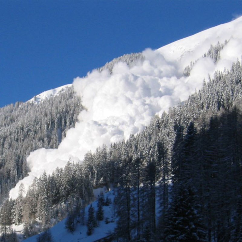 Avalanches Create New Habitats for Plants and Animals