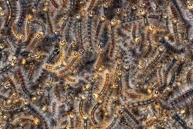 Numerous large, very hairy caterpillars