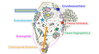 Schematische Darstellung der assoziierten Lebensgemeinschaften im Quellbereich