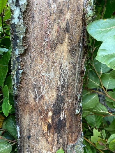 Figure 3a: Galleries of the small beech bark beetle can be seen under the bark, affecting the sapwood. In the picture, black fruiting bodies of beech tarcrust are also visible on the bark.