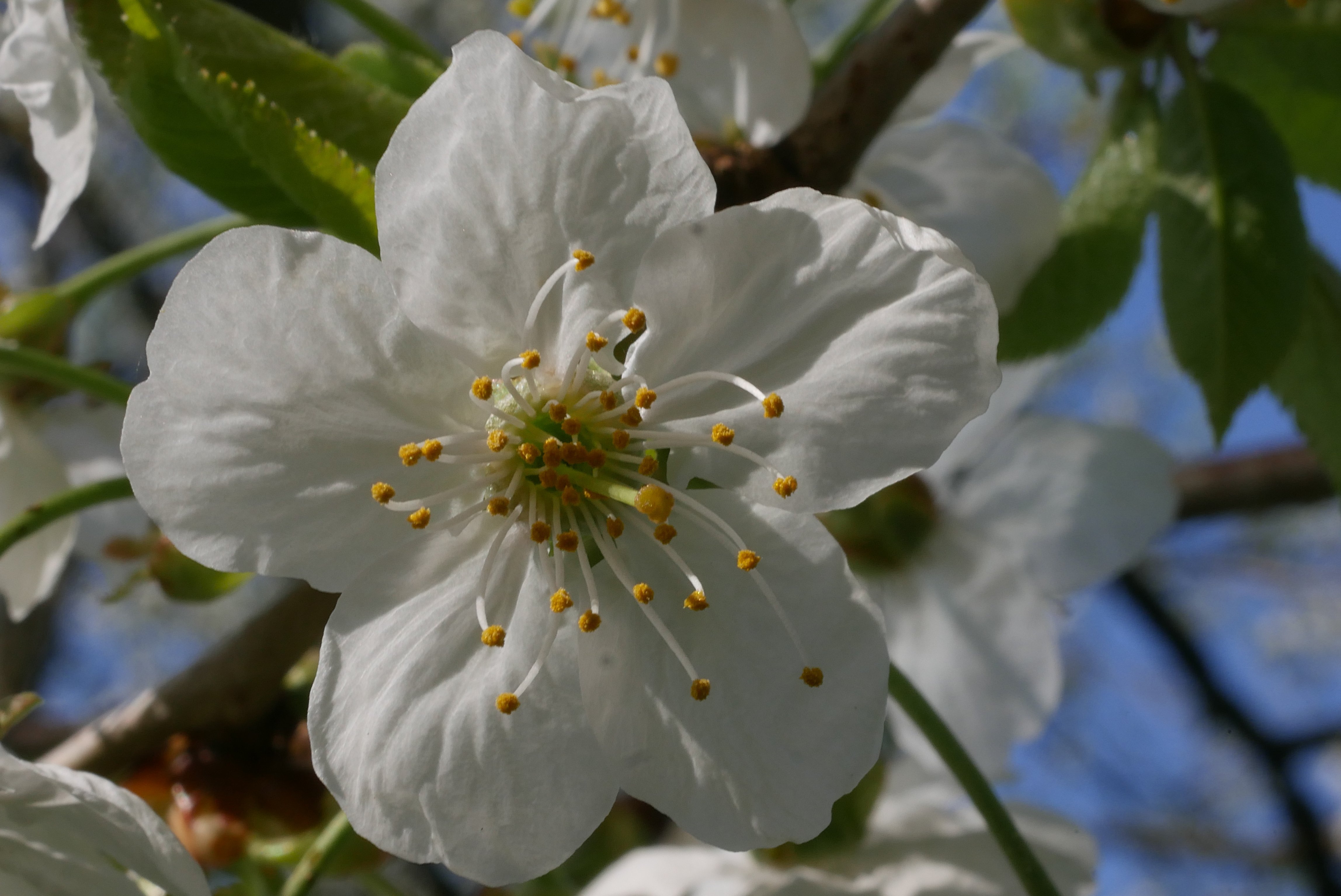 Vogelkirsche Blüte