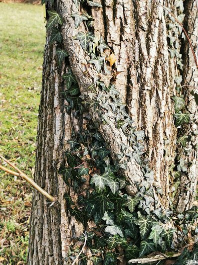 Waldbaum mit einseitigem Efeu-Bewuchs