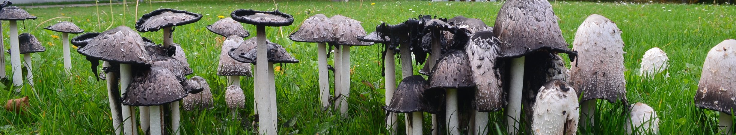 mehrere weiß bis schwarz verfärbte Pilze auf einer Rasenfläche