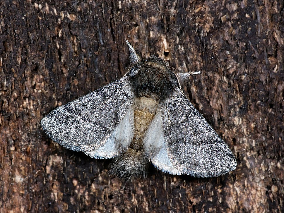 © Bernd Krüger (www.bkmakro.de) Adultes Eichenprozessionsspinner-Männchen