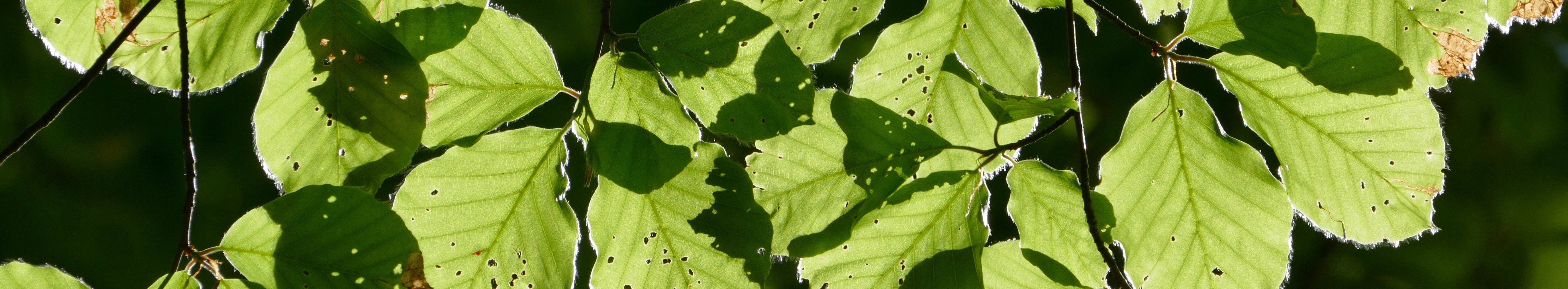 Beech foliage used to monitor the impact of a waste incinerator plant