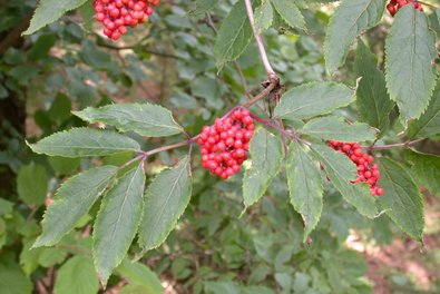 Strauch mit roten Beeren